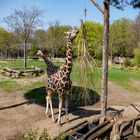 Giraffen in der Afrikasavanne 