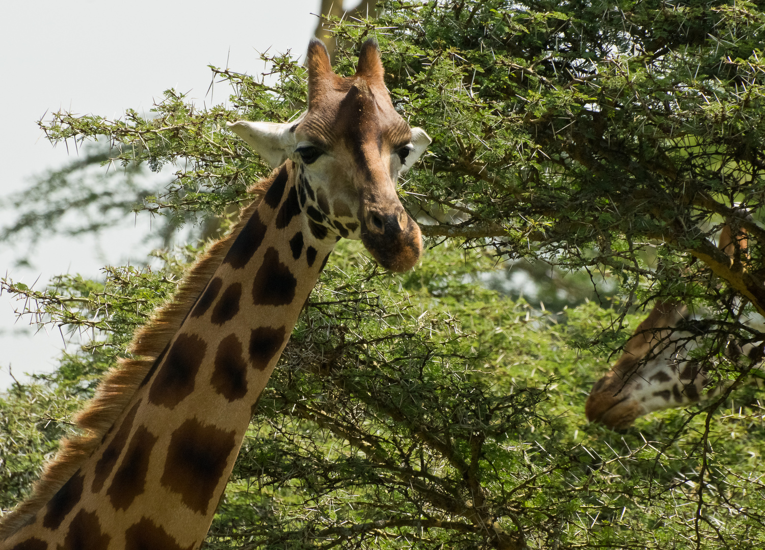 Giraffen in der Akazie NAKURU NP Kenia