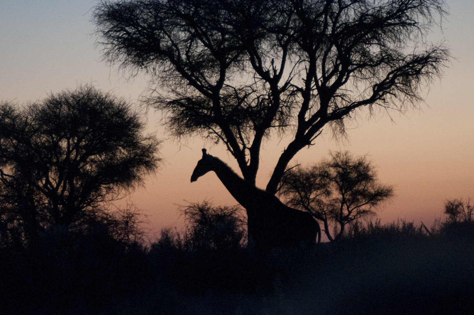 Giraffen in der Dämmerung 1