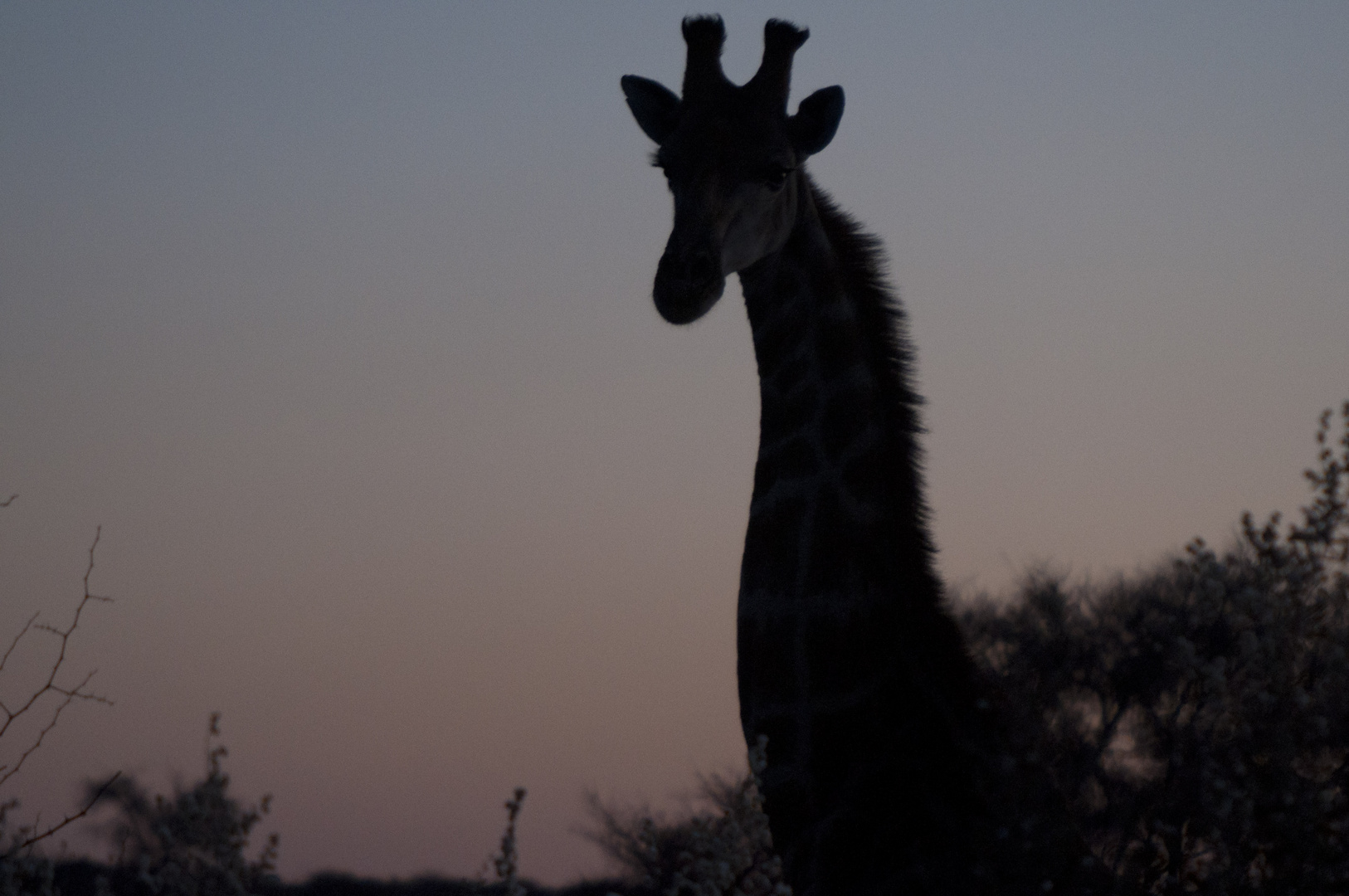 Giraffen in der Dämmerung 2