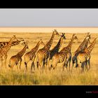 Giraffen in der Etosha