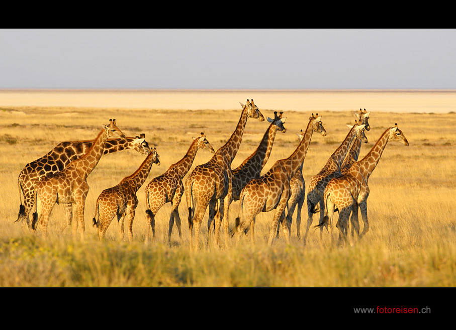 Giraffen in der Etosha