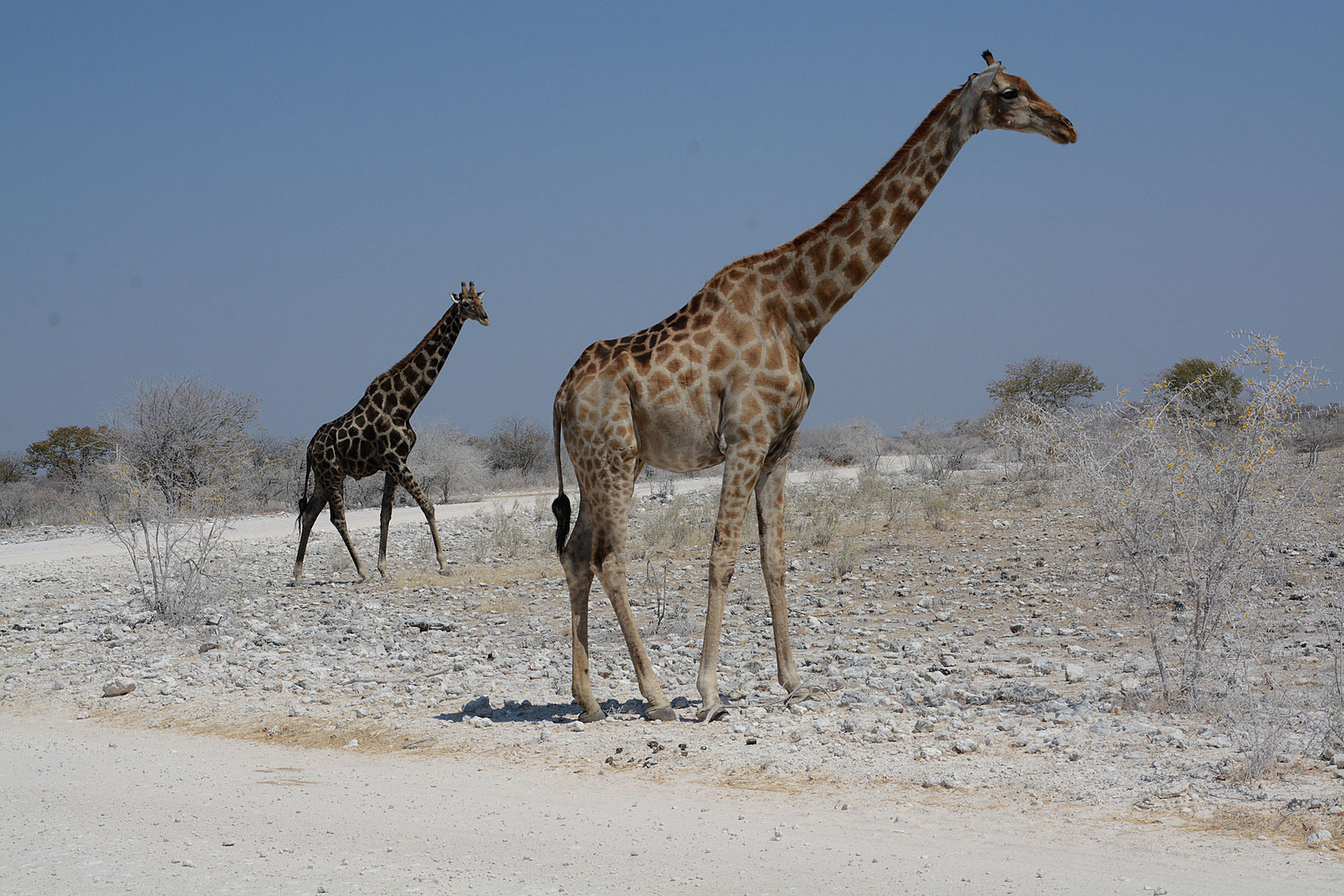 Giraffen in der gleißenden Helligkeit des Etosha-NP