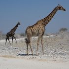 Giraffen in der gleißenden Helligkeit des Etosha-NP