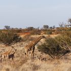 Giraffen in der Kalahari