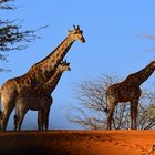 Giraffen in der Kalahari 