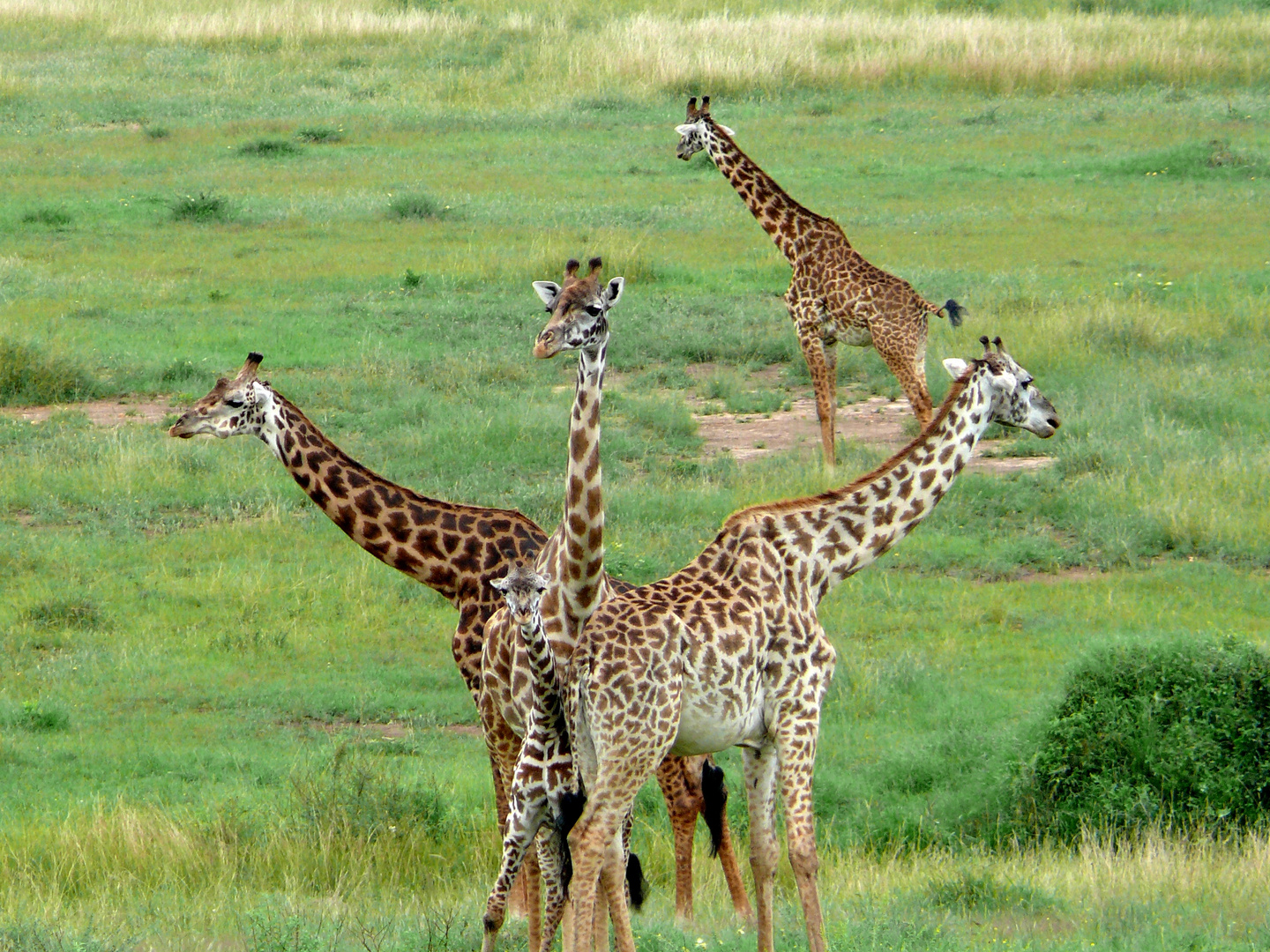 Giraffen in der Masai Mara