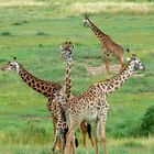 Giraffen in der Masai Mara