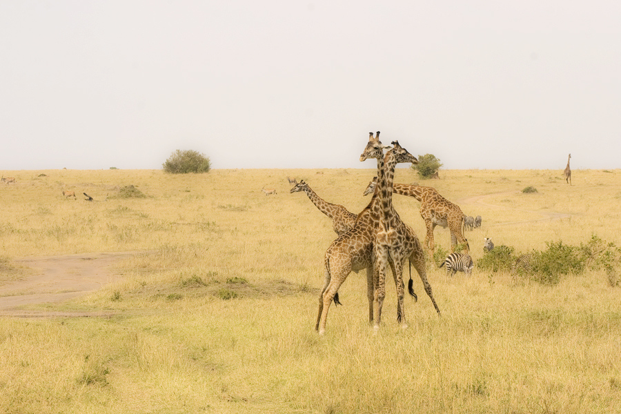 Giraffen in der Masai Mara