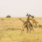 Giraffen in der Masai Mara