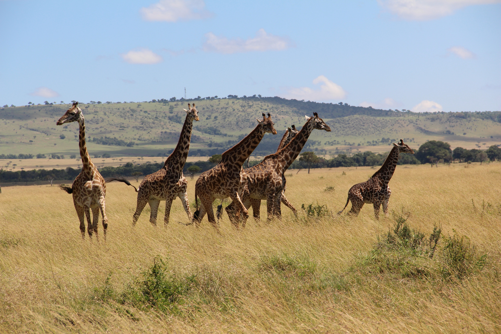 Giraffen in der Masai Mara