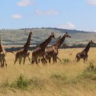 Giraffen in der Masai Mara