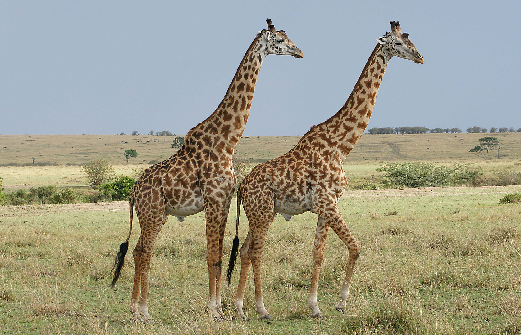 Giraffen in der Masai Mara