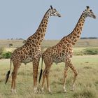 Giraffen in der Masai Mara