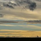 Giraffen in der Masai Mara, minimalistisch