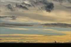 Giraffen in der Masai Mara, minimalistisch