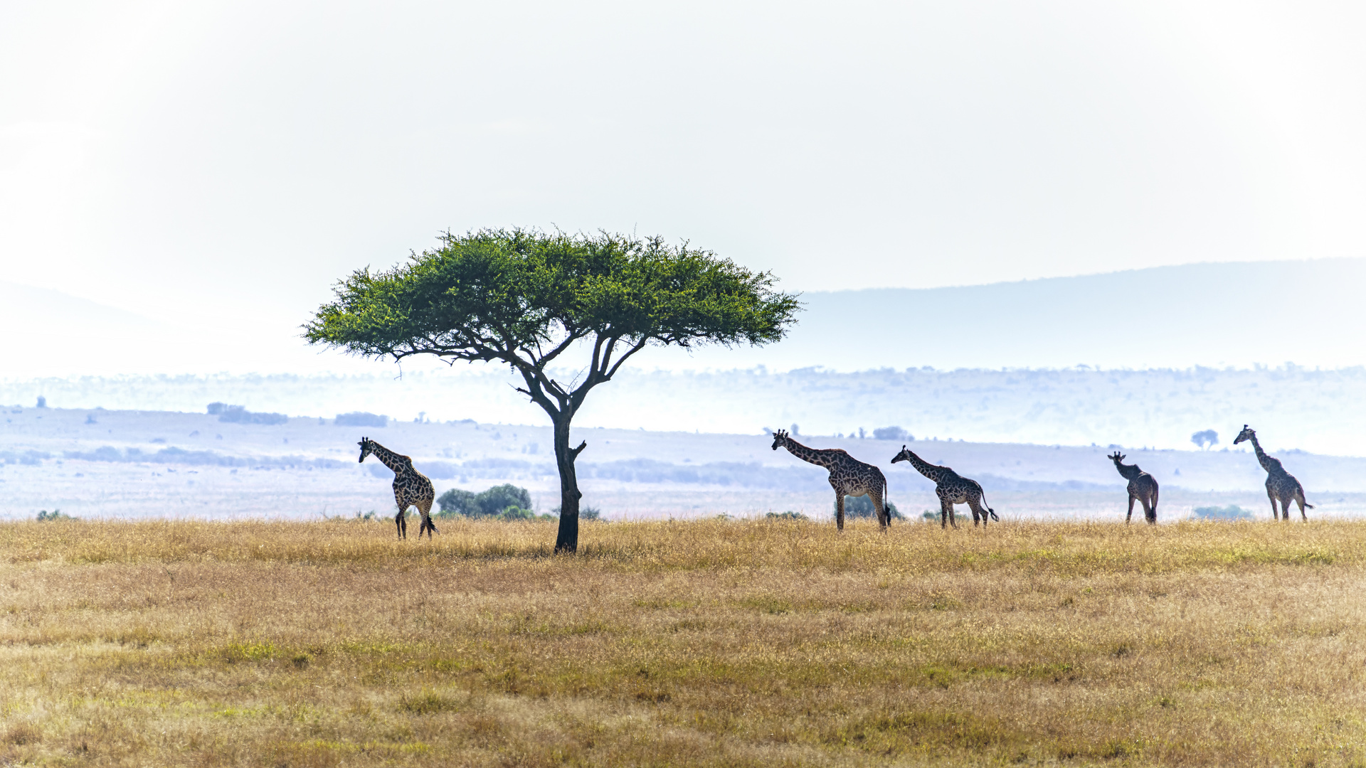 Giraffen in der Massai Mara, 2021.08.04.