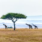 Giraffen in der Massai Mara, 2021.08.04.