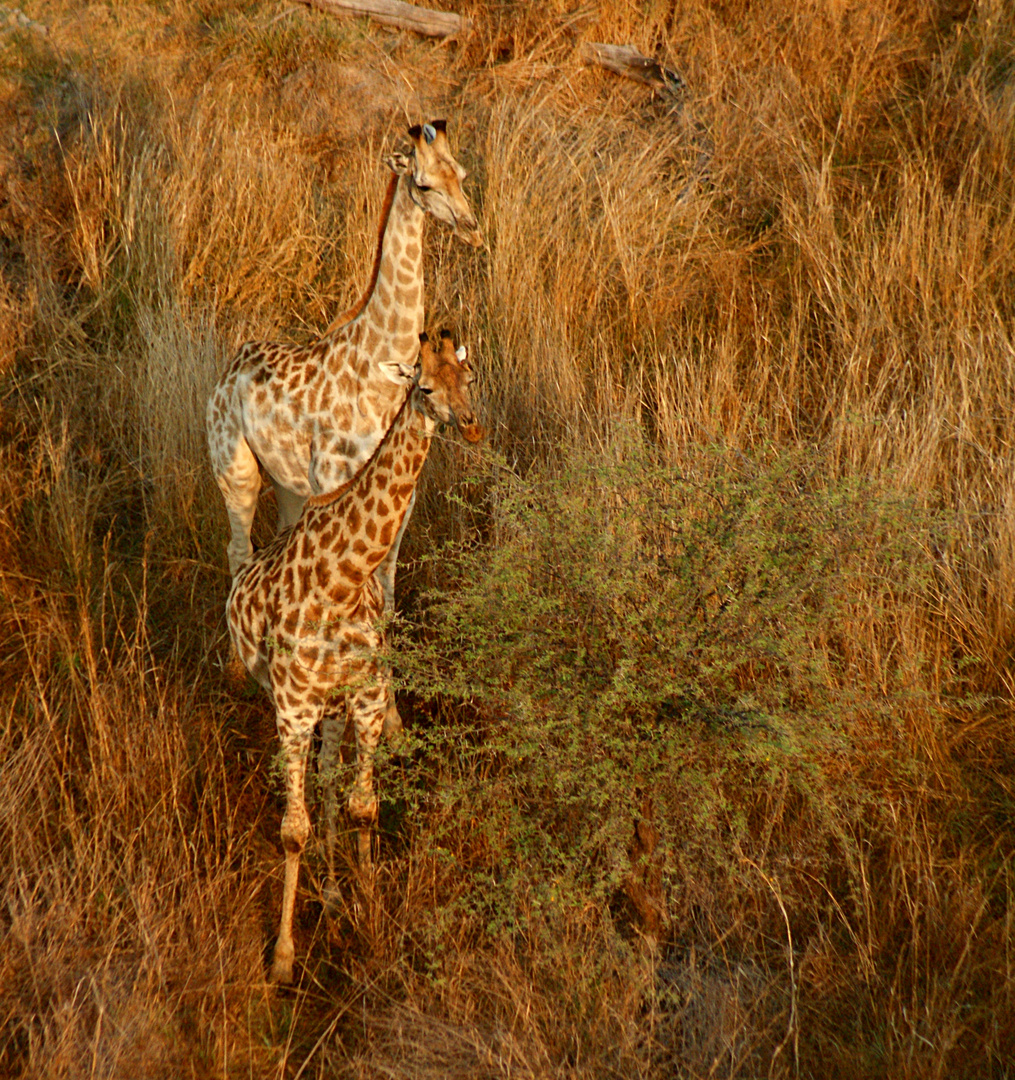 Giraffen in der Morgensonne