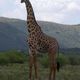 Giraffen in der Natur