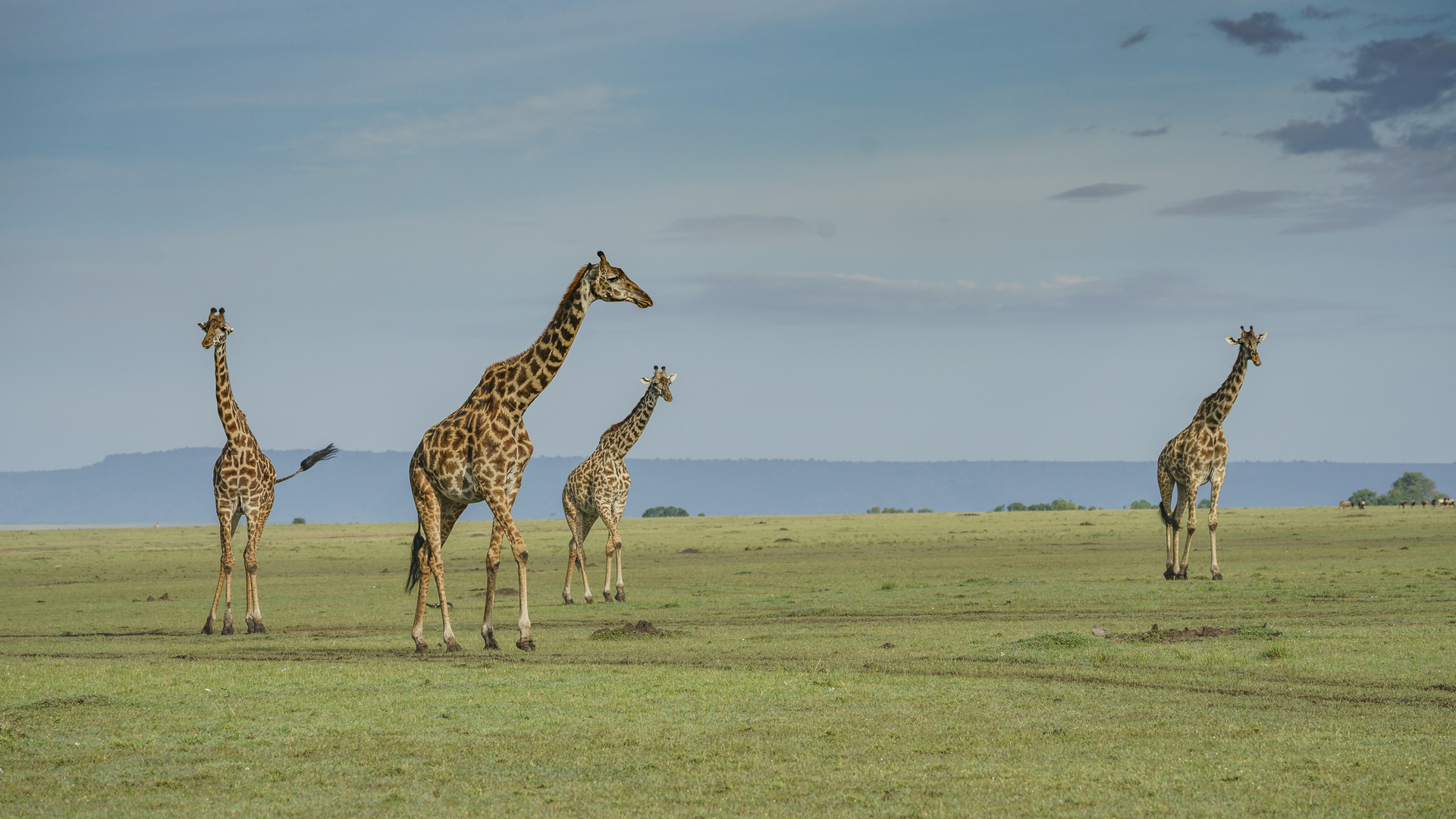 Giraffen in der offenen Savanne