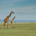 Giraffen in der offenen Savanne