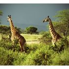 Giraffen in der Serengeti 2010