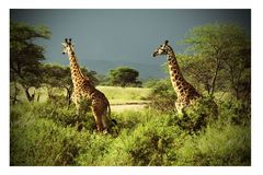 Giraffen in der Serengeti 2010