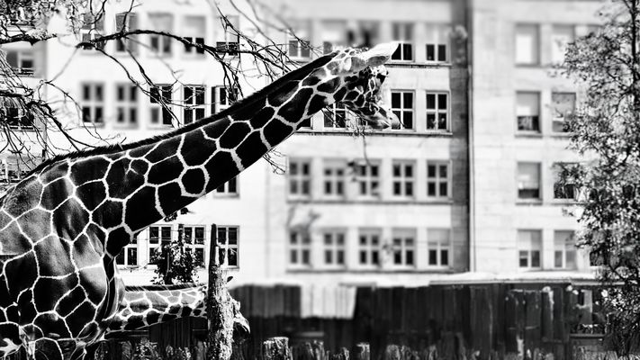 Giraffen in der Stadt....