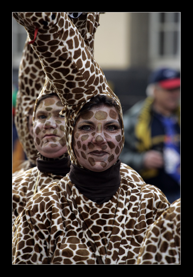 Giraffen in Eschweiler !