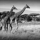 Giraffen in Kenia