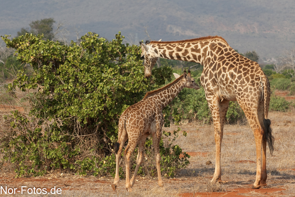 Giraffen in Kenia