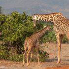 Giraffen in Kenia