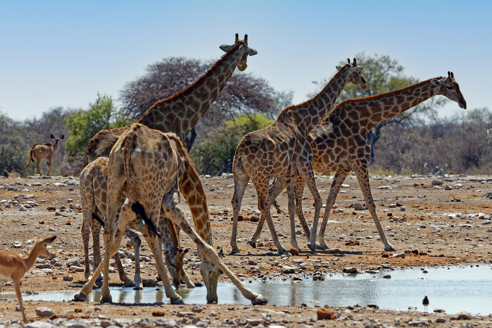 Giraffen in Klein Namutoni