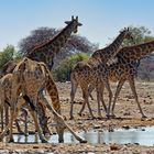 Giraffen in Klein Namutoni