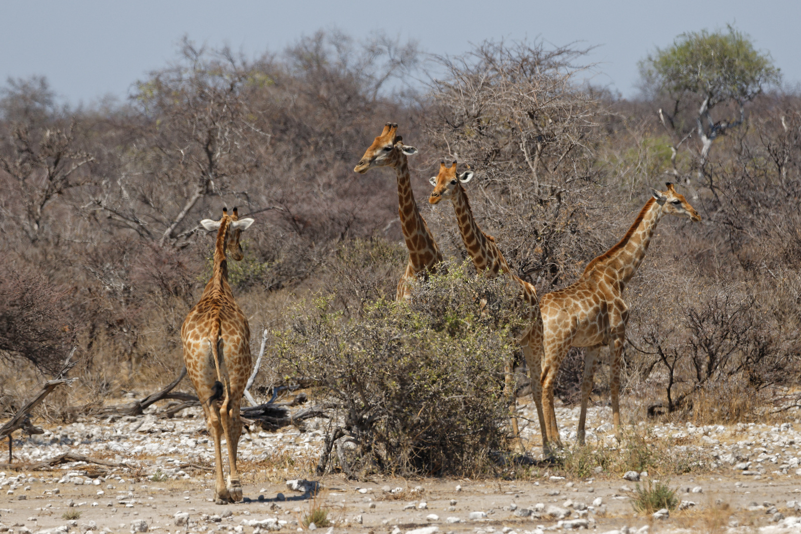 Giraffen in Klein Namutoni