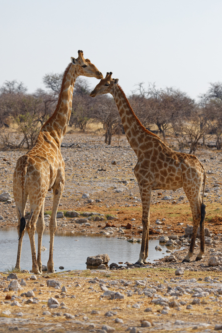 Giraffen in Klein Okevi