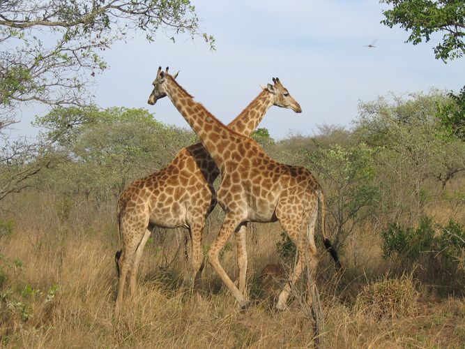 Giraffen in Kruger National Park