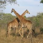 Giraffen in Kruger National Park