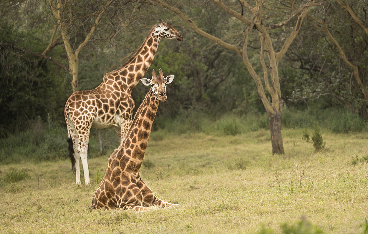 Giraffen in Nakuru