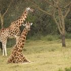Giraffen in Nakuru