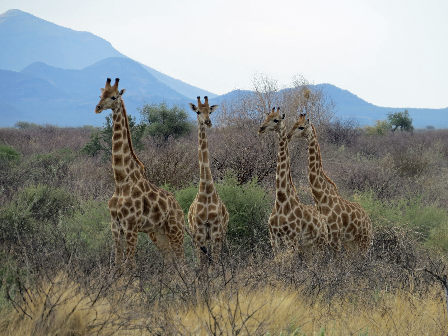 Giraffen in Namibia