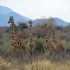 Giraffen in Namibia