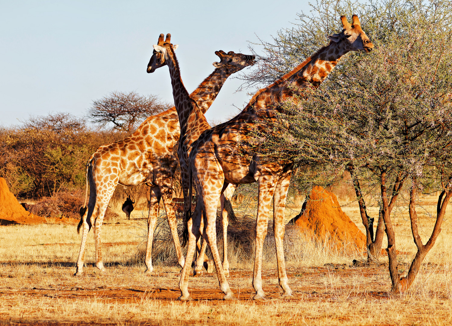 Giraffen in Namibia