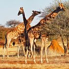 Giraffen in Namibia