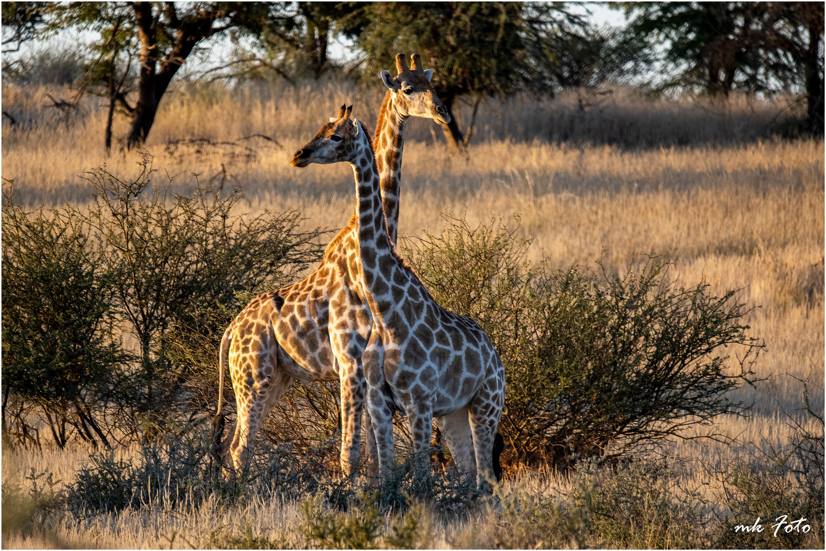 Giraffen in Namibia