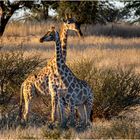 Giraffen in Namibia