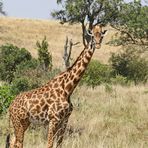Giraffen in Sicht Nr.1