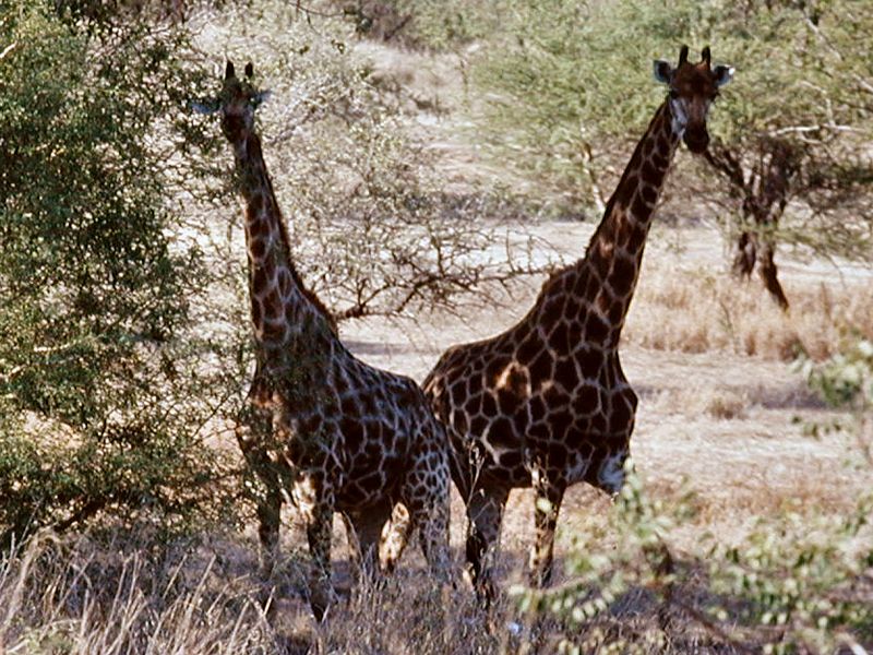 Giraffen in Südafrika