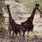 Giraffen in Südafrika